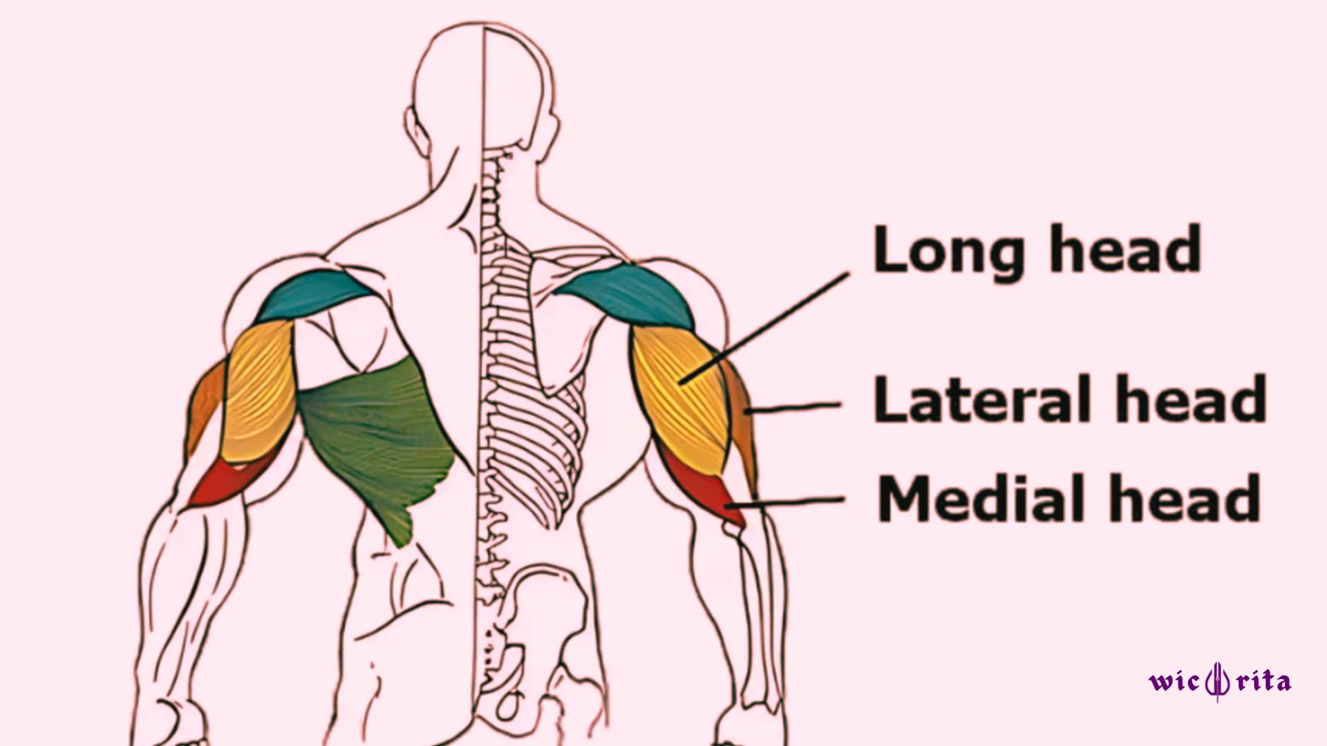 tricep anatomy